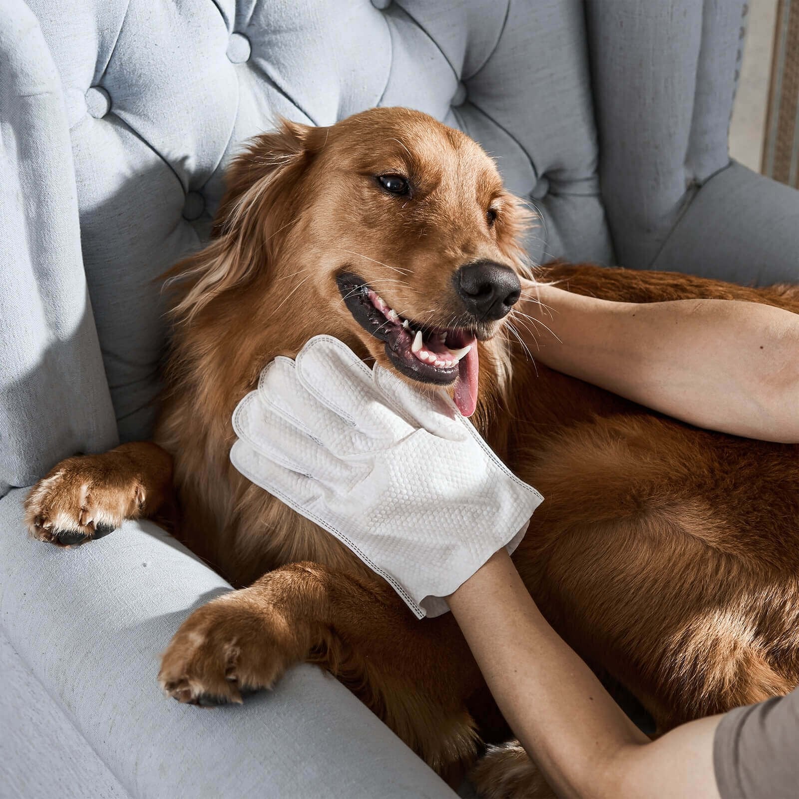PawsFresh™ – Desodorierende Handtücher für Hunde | 6er-Pack | 1+1 GRATIS