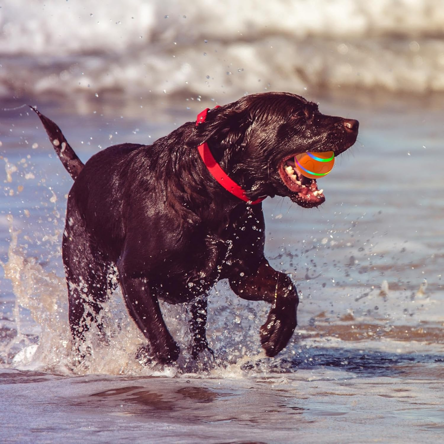 Spielen Sie Paw Ball - Der ultimative Spaßbegleiter