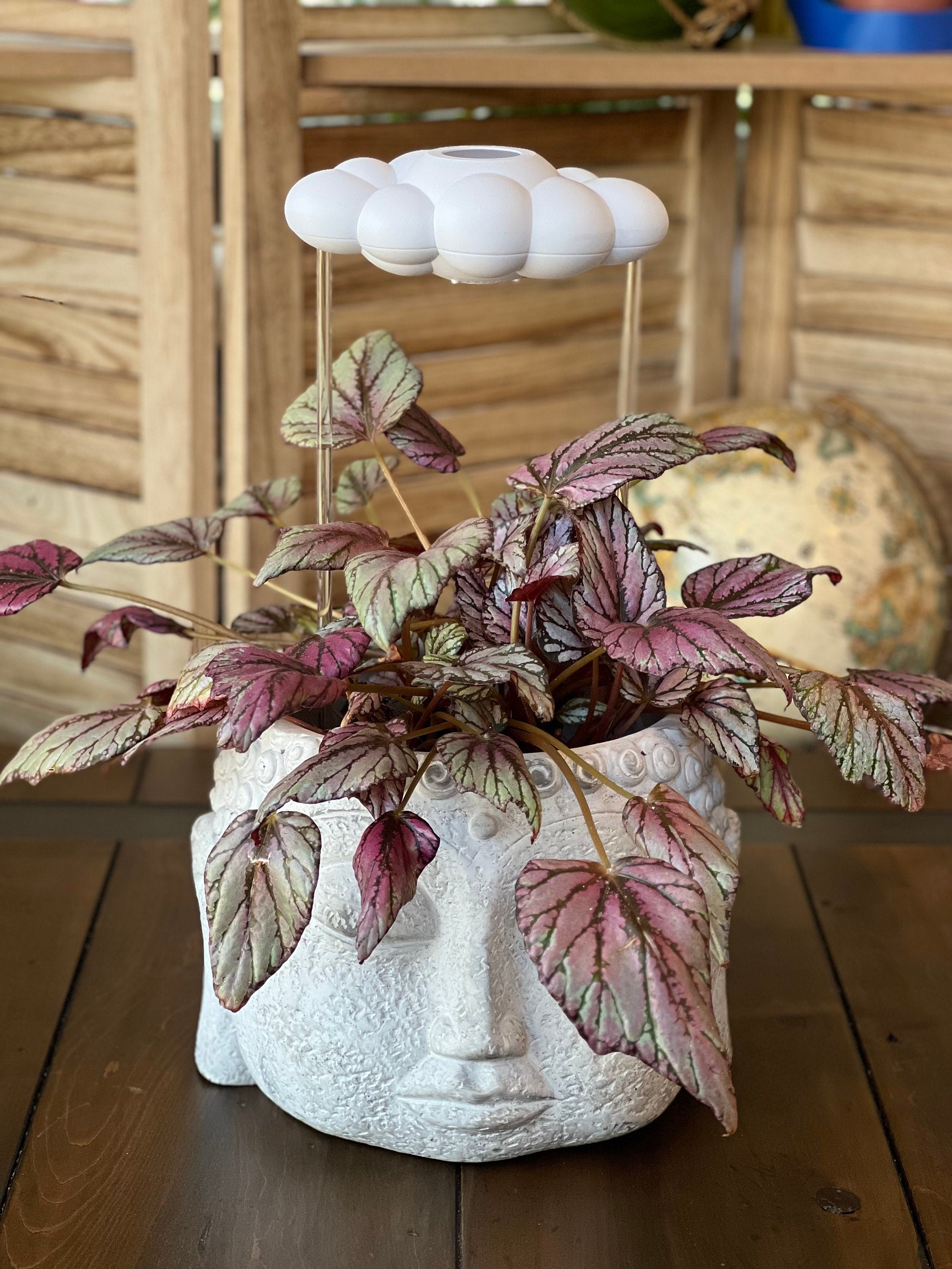 Original Tropfende Regenwolke Diffusor