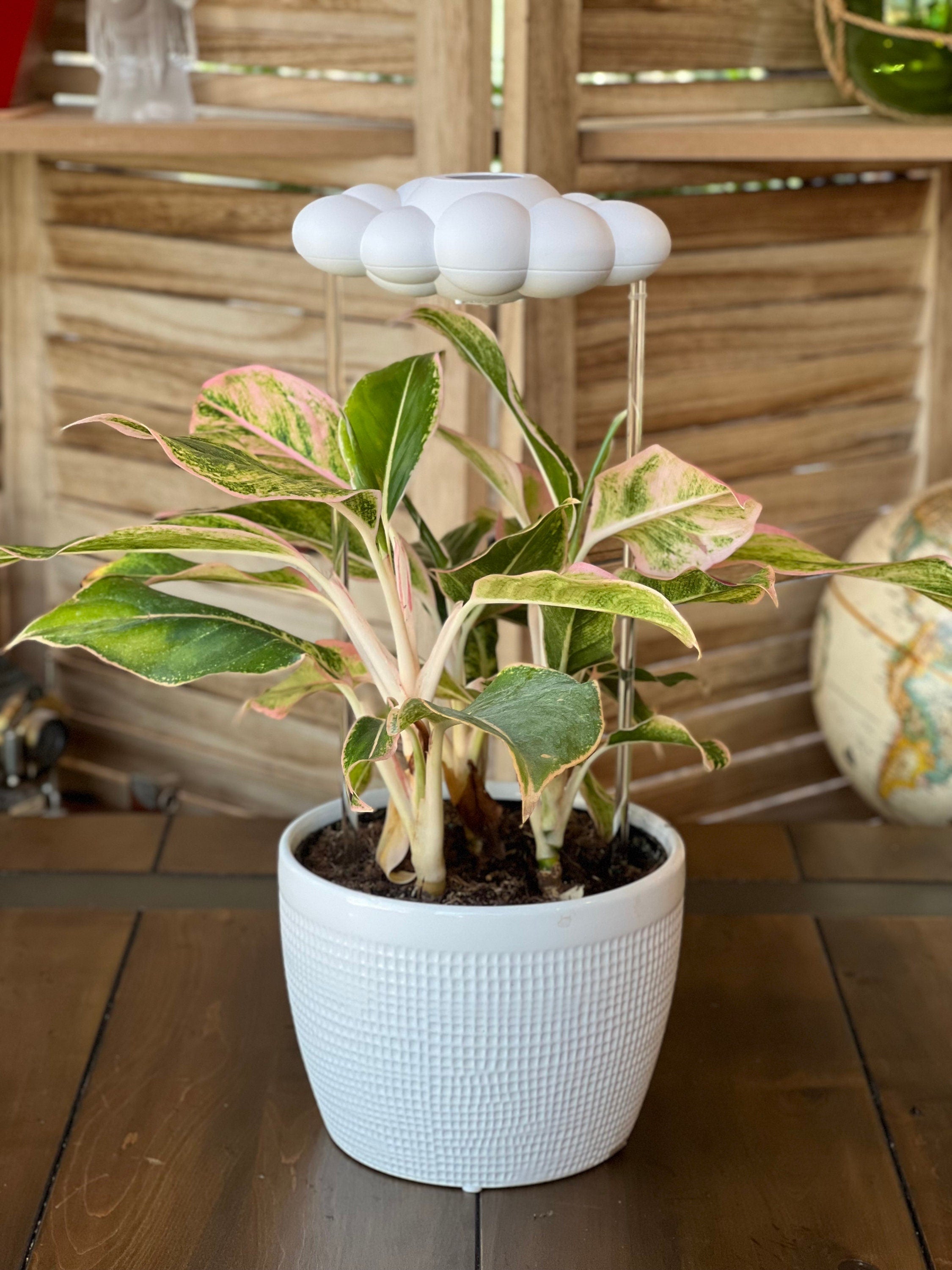 Original Tropfende Regenwolke Diffusor